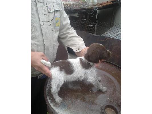 PoulaTo: Ντράτχααρ – 300 euro